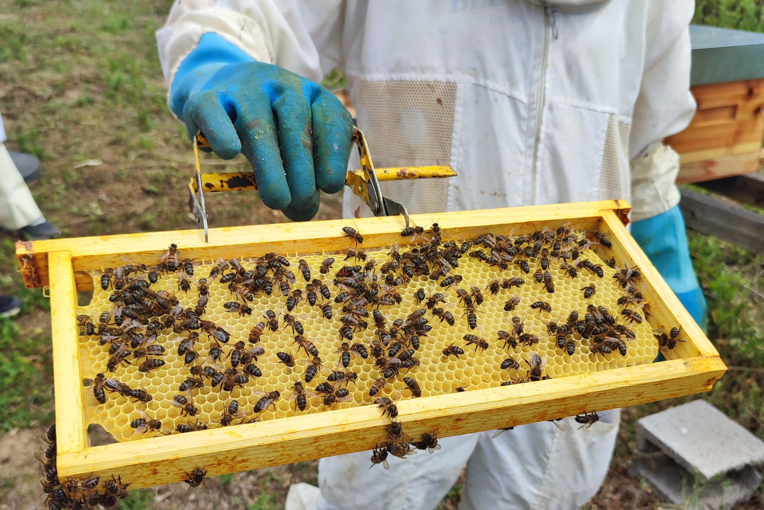 Passeio pelo apiário