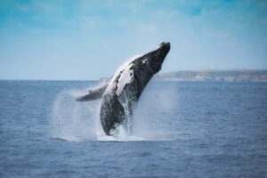 Tudo o que Precisa Saber sobre a Observação de Baleias e Golfinhos