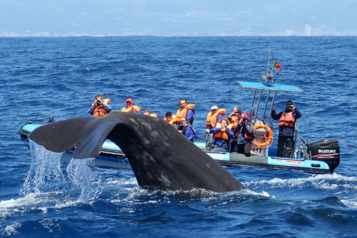 Tudo o que Precisa Saber sobre a Observação de Baleias e Golfinhos