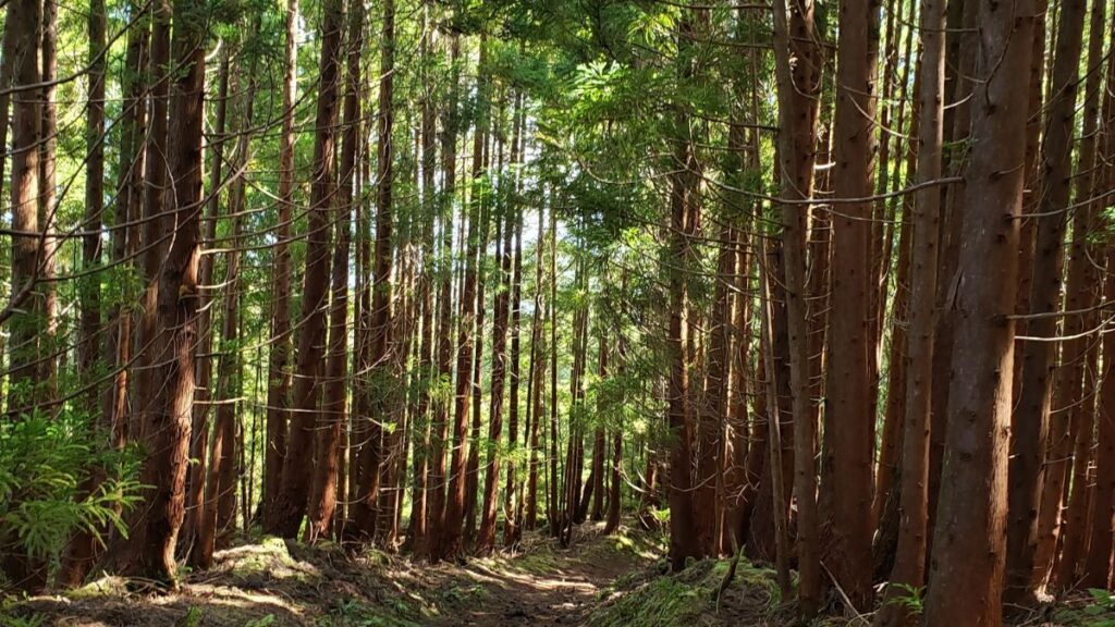 trilho misterios negros terceira