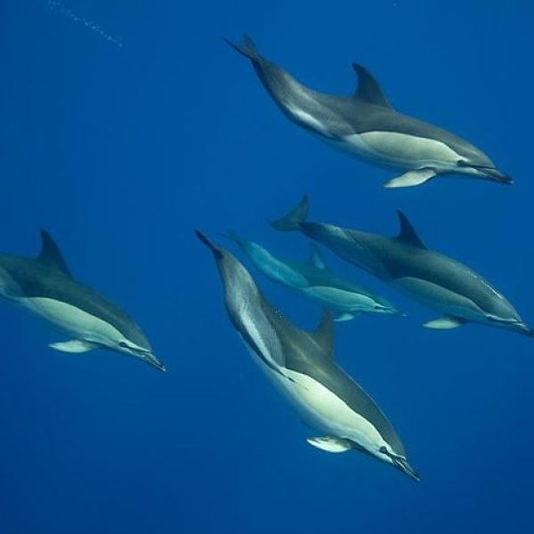 swimming dolphins
