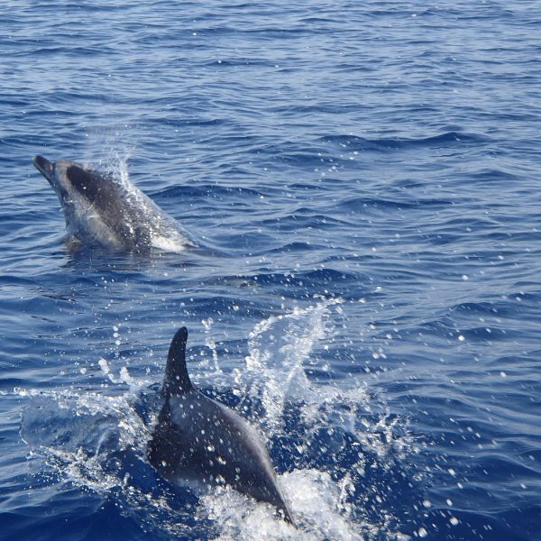swimming dolphins